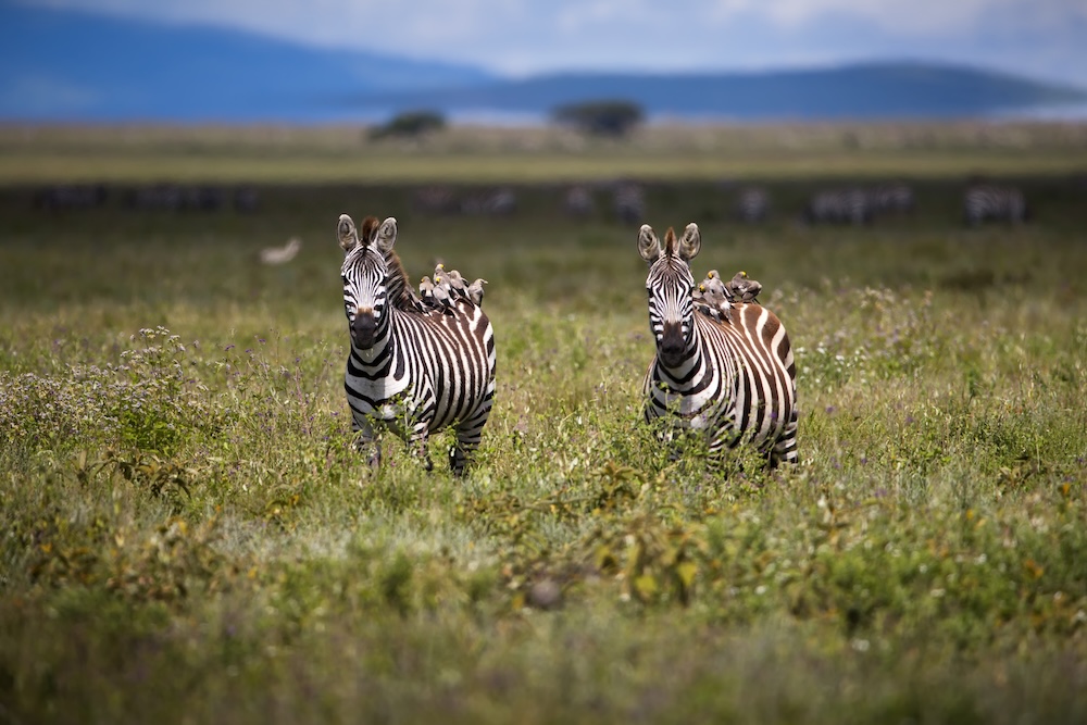 A pair of zebras walking on a field in Tanzania